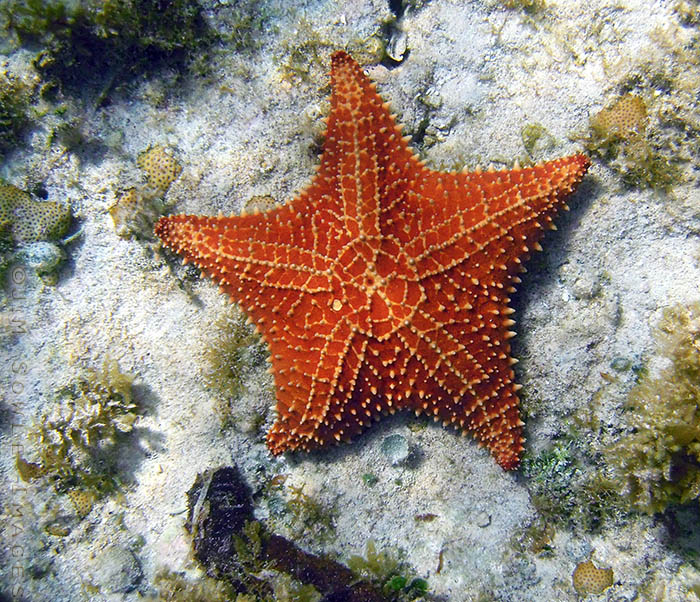 BG_UWC_0866_M.jpg - This Reticulated Sea Star looks like it's lower left arm is trying to avoid the nasty Sea Cucumber!