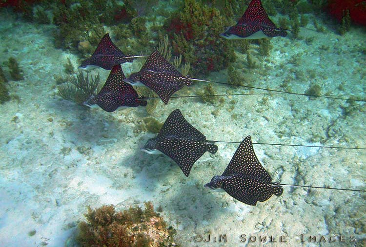 BG_UWC_0931_M.jpg - This flight of Spotted Eagle Rays past right by us as we were snorkeling.  There are two that split from the main group, so the original group had 8 rays!  These rays have a "notably long tail in relation to other rays".  Two in this group have short/missing tails.