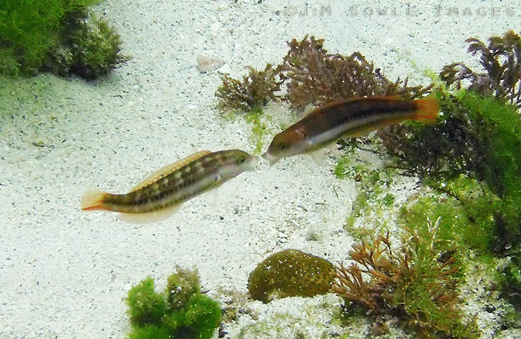 BG_UWC_1033_M.jpg - These fish were very interesting to watch.  They would slowly come together and 'kiss'.  Or maybe it was a bite, because they would immediately break off, then swim a little apart, and then draw together and repeat the entire process.  The shot is blurry, but I had to include this image!