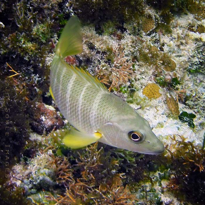 BG_UWC_1059_M.jpg - I believe this is a type of snapper known as a Schoolmaster.