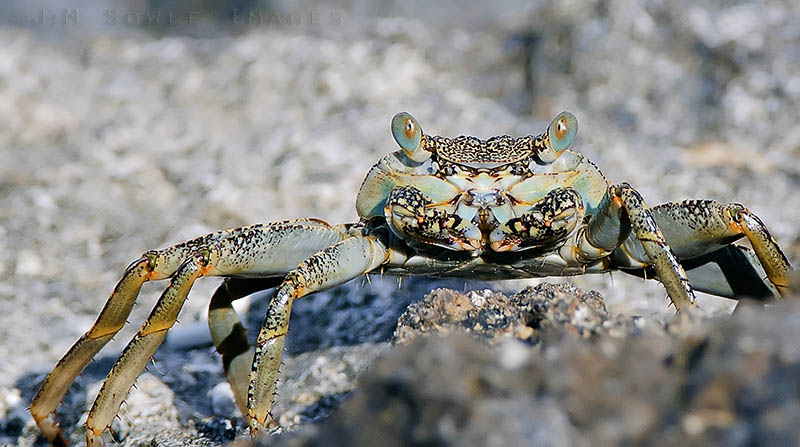 _MIK0096.jpg - We're not sure what kind of crab this is, but we always see them on the rocks in Jamaica.  Certain birds are very fond of these crunchy critters.  We were hoping to see some of those birds this trip, but we didn't.  Although we spotted a yellow crested night heron while snorkeling one morning.