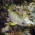 BG_UWC_1059_M