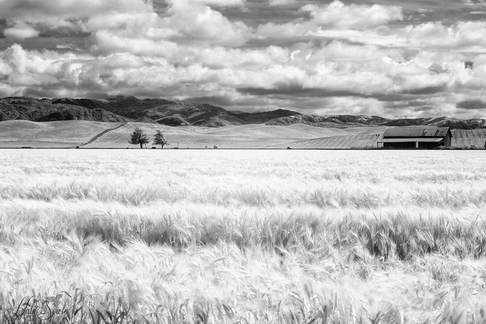 2015_05_California-11367-Edit1000.jpg - Hollister Farmland in Infrared.