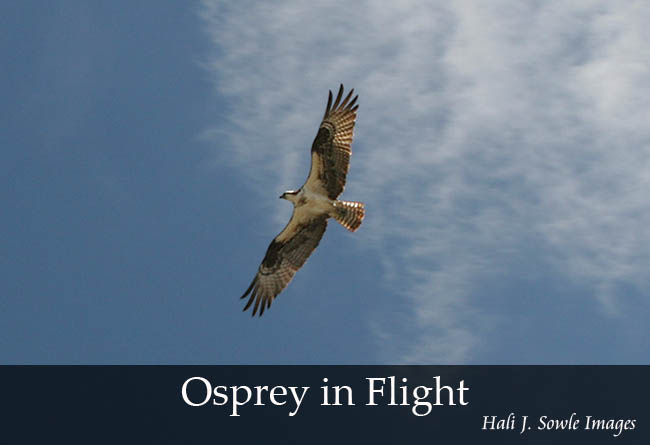 2005_07_Osprey1.jpg - Osprey, Narragansett, RI
