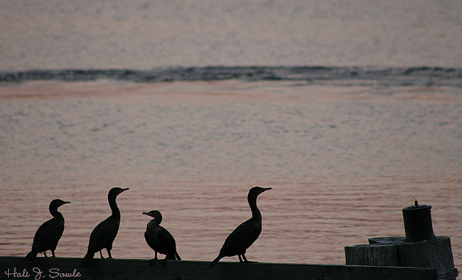 2005_09_18_SunsetCormarants1.jpg - Cormorants at sunset, Epcot Center, Orlando, FL