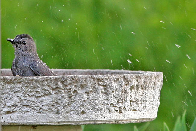 2006_05_17_Catbirdbath1.jpg - Catbird taking a bath.  Lincoln, RI