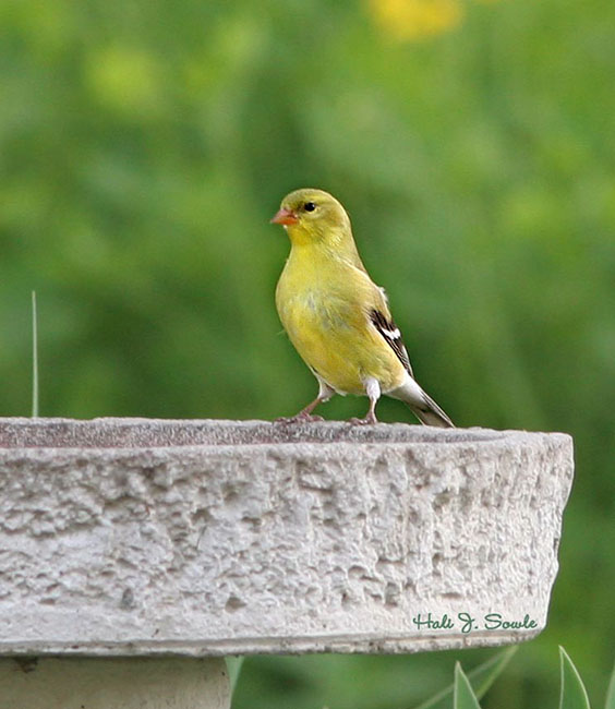 2006_05_17_Goldfinch1.jpg - Goldfinch contemplating a bath, Lincoln, RI