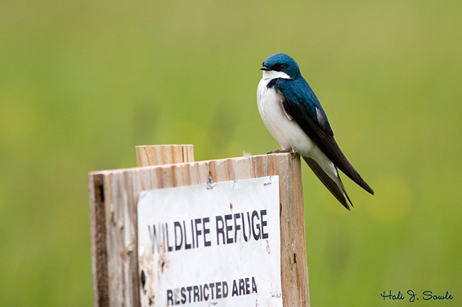 2006_05_26_treeswallow1sm.jpg - Tree Swallow, Audubon Refuge, Seekonk, MA