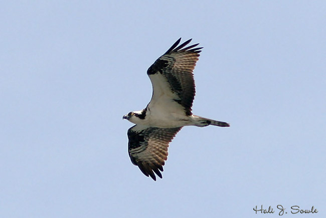 2006_05_27_Ospreysm.jpg - Osprey, Narragansett, RI