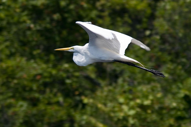 2006_06_19_GreatEgretsm.jpg - Great Egret in Flight