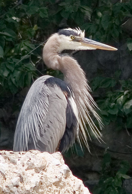 2006_07_01_GBH.jpg - Great Blue Heron, Blackstone Valley Bikeway, Lincoln, RI