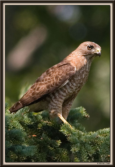 2006_07_16_BroadWingedHawkFrmsm.jpg - Broad Winged Hawk, Bar Harbor, ME