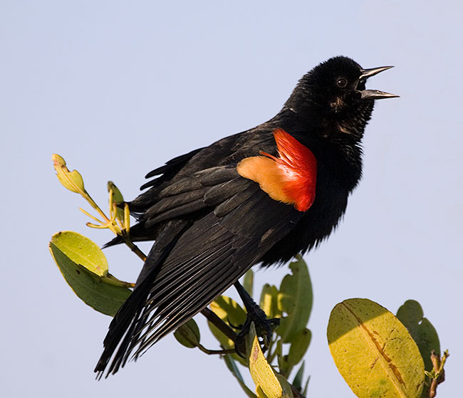 2007_05_MerritNWR_2070.jpg - Red Winged Blackbird, Merritt Island NWR, FL