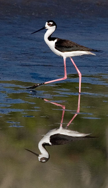 2007_05_MerritNWR_2109sm.jpg - Black Neck Stilt Merritt Island, NWR, FL