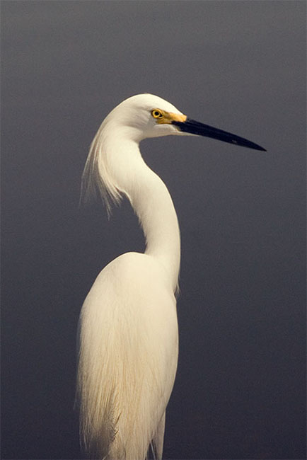 2007_05_MerritNWR_3458sm.jpg - Snowy Egret in Mosquito Lagoon, Titusville, FL