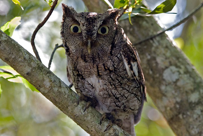 2007_05_MerritNWR_ScreechOwl.jpg - Screetch Owl in a tree, Merritt National Refuge, FL