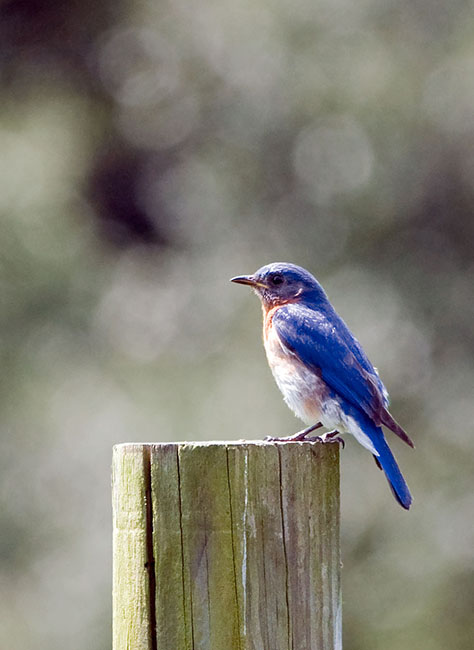 2007_07_04_Caratunk_154sm.jpg - Bluebird at Caratunk RI Audubon Refuge