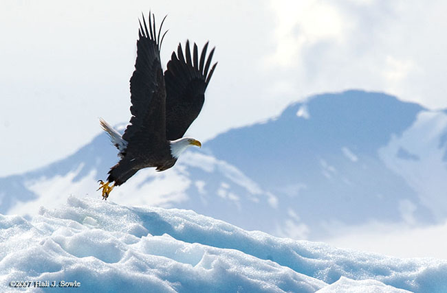 2007_07_15_Juneau_00360_eagle.jpg - Bald Eagle taking off from iceberg, Tracey Arm