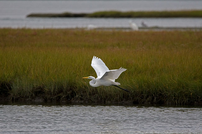 2007_09_22_Narragansett_00011sm.jpg - Snowy Egret at John H. Chafee Wildlife Reserve