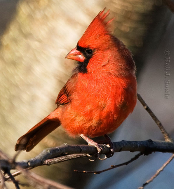 2007_11_25_Cardinal.jpg - Northern Cardinal