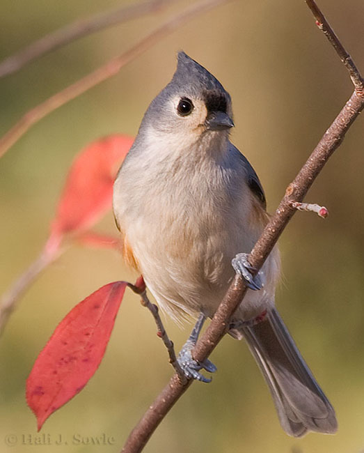 2007_11_25_Lincoln_00060Titmouse.jpg