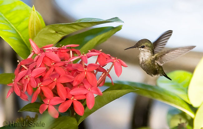 2007_11_Hummingbirdsm.jpg - Female Ruby Throated Hummingbird (most likely), Whitehouse, Jamaica