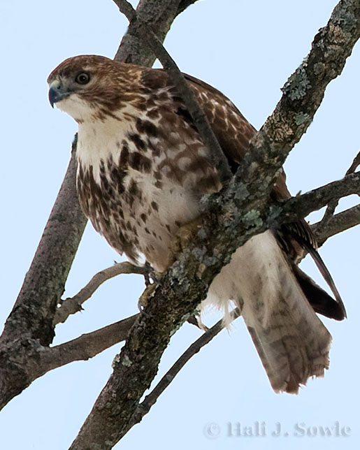 2007_12_14_RedTail.jpg - Red Tail Hawk in backyard tree