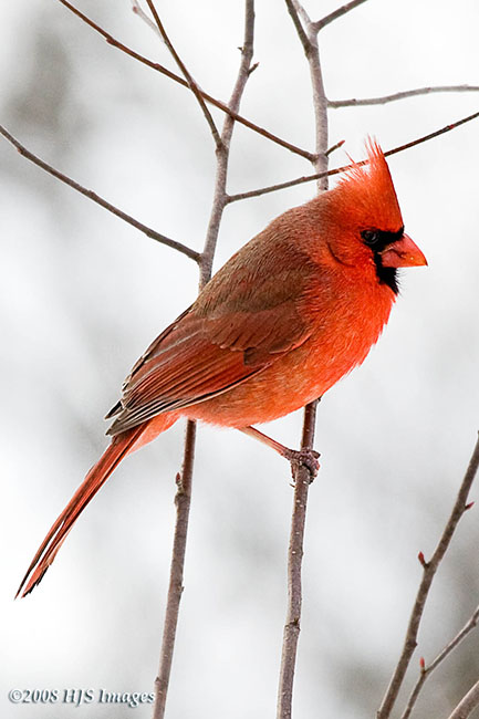 2008_01_19_Cardinalsm.jpg