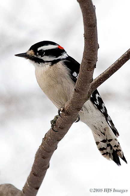 2008_01_19_DownyWoodpecker.jpg - Hairy Woodpecker