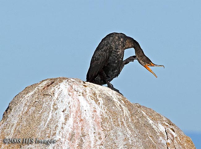 2008_02_05_Cali_0147.jpg - Double Breasted Cormorant on Rock, Monterey, CA
