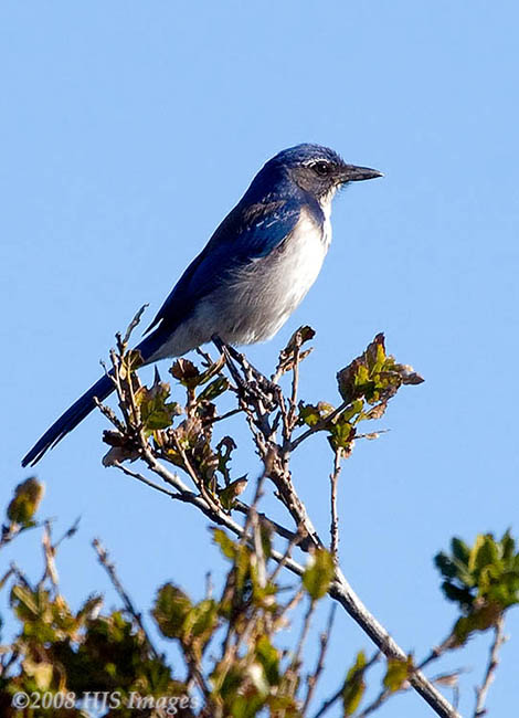 2008_02_07_Cali_0158.jpg - Coastal varation of the Western Scrub Jay, Elkhorn Slough, Watsonville, CA