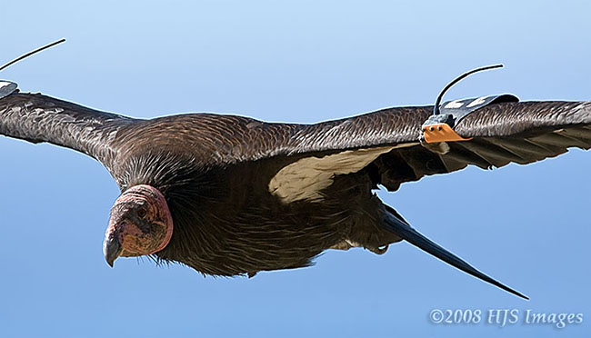 2008_02_08_Cali_0129.jpg - California Condor soaring over Pacific Coast Highway