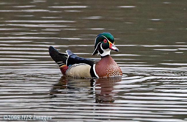 2008_04_12_WoodDuck.jpg