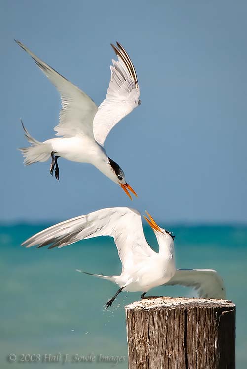 2008_12_16_SandalsAntigua_0152b.jpg - A pair of Royal terns in winter plumage battling out for space on the piling.