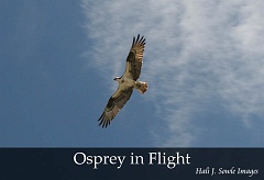 2005_07_Osprey1