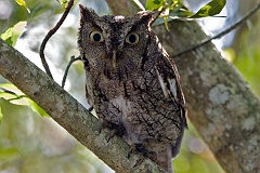 2007_05_MerritNWR_ScreechOwl