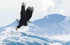 2007_07_15_Juneau_00360_eagle