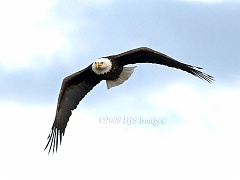 2008_01_13_BaldEagle2RI