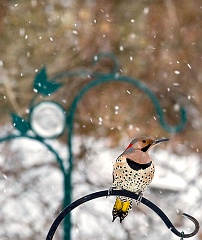 2008_01_28_NorthernFlicker