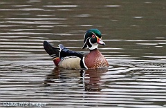 2008_04_12_WoodDuck