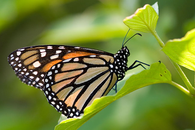2006_06_18_Butterflysm.jpg - Monarch Butterly, Caratunk Audubon Refuge, Seekonk, RI