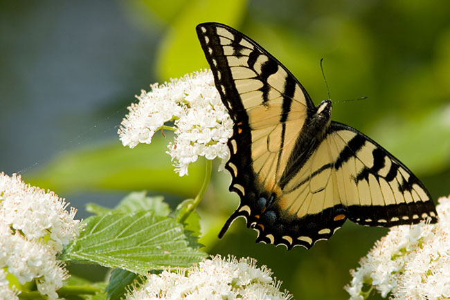 2006_06_19_Swallowtailbflysm.jpg - Swallowtail Butterfly Caratunk Audubon Refuge, Seekonk, MA