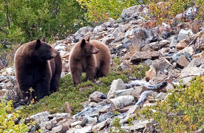 2006_09_Glacier0910sm.jpg - Momma Brown Bear and Baby Cinnamon, Glacier National Park, Montana