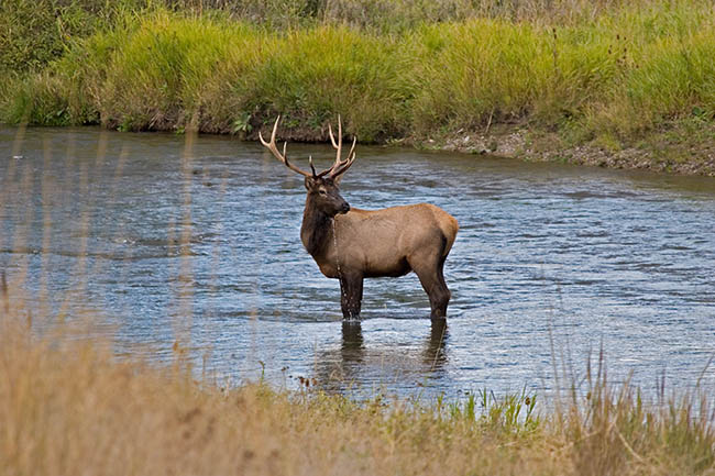 2006_09_Glacier_Elksm.jpg - Bull Elk, Bison National Preserve, Montana