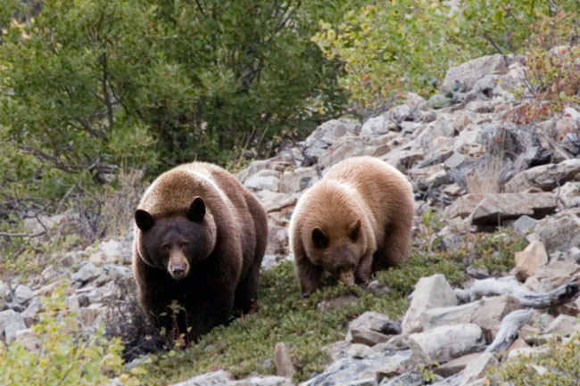 2006_09_Glacier_MommaAndCub.jpg - Brown bear and cub, Glacier National Park, Montana