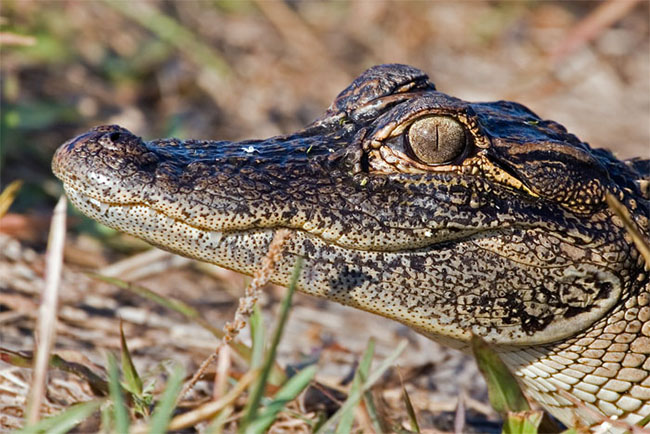 2007_05_MerritNWR_2165.jpg - Small 'gator on the side of the road.  Merritt National Wildlife Reserve, FL