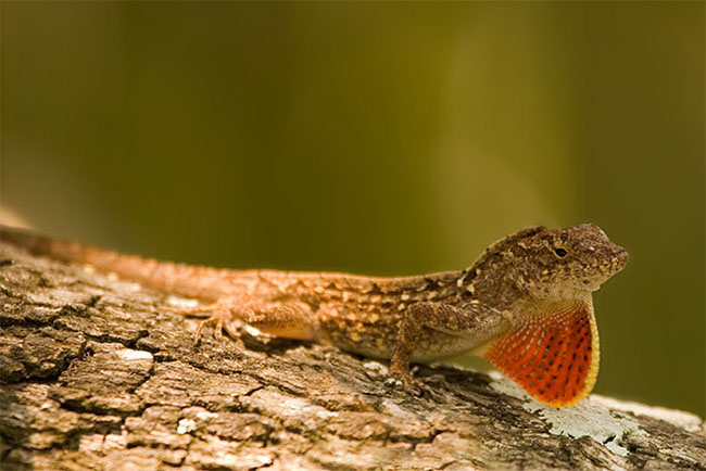 2007_05_MerritNWR_3484.jpg - Cuban Brown Anole displaying its Dewlap, Florida