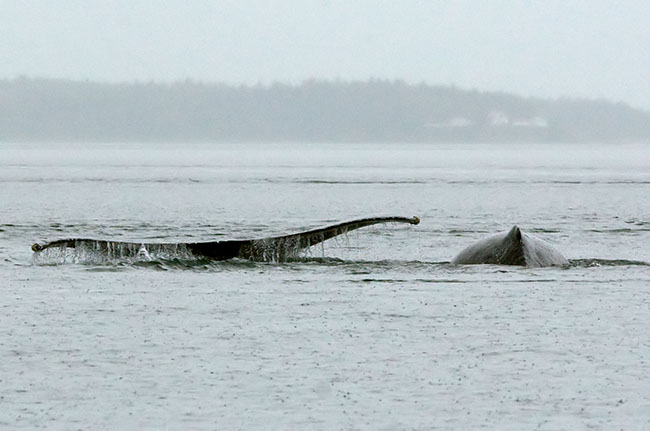 2007_07_14_Juneau_00331sm.jpg - Humpback Whales, Juneau, AK