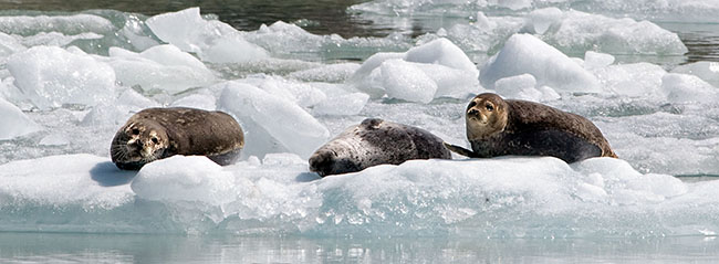2007_07_15_Juneau_00810sm.jpg - Harbor Seals on an iceberg. Tracy Arm Fjord, Alaska