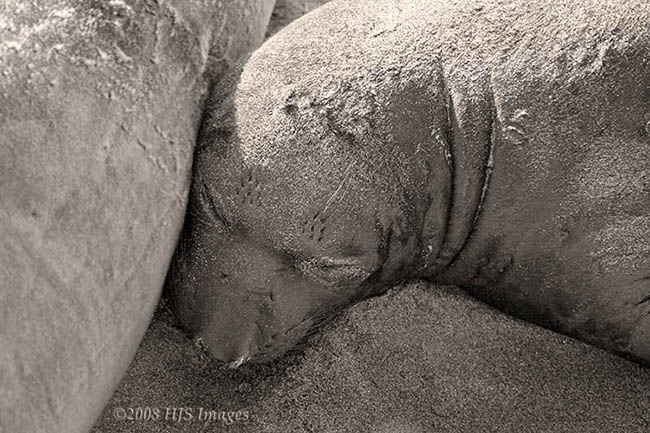 2008_02_04_BWElesealpup.jpg - Elephant Seal Pup, Piedras Blancas, CA